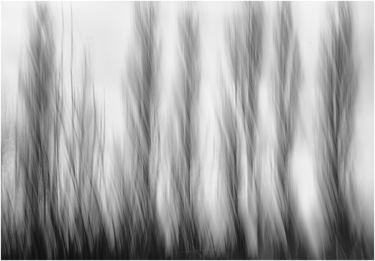 Whispering Poplars